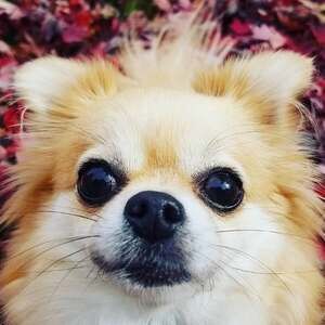 Meet your Posher, Raegan